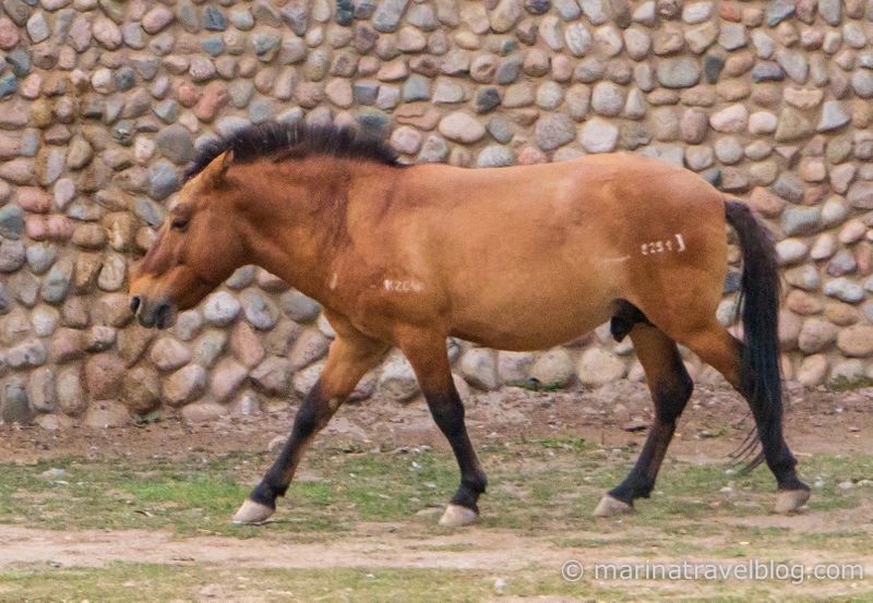 конь Пржевальского