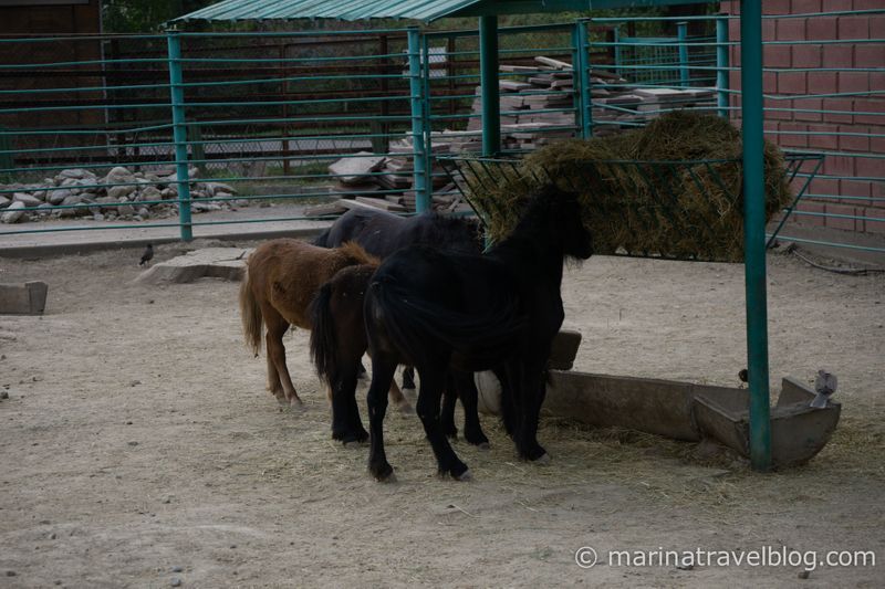 алматы фото