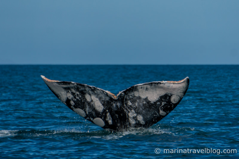 фото серых китов
