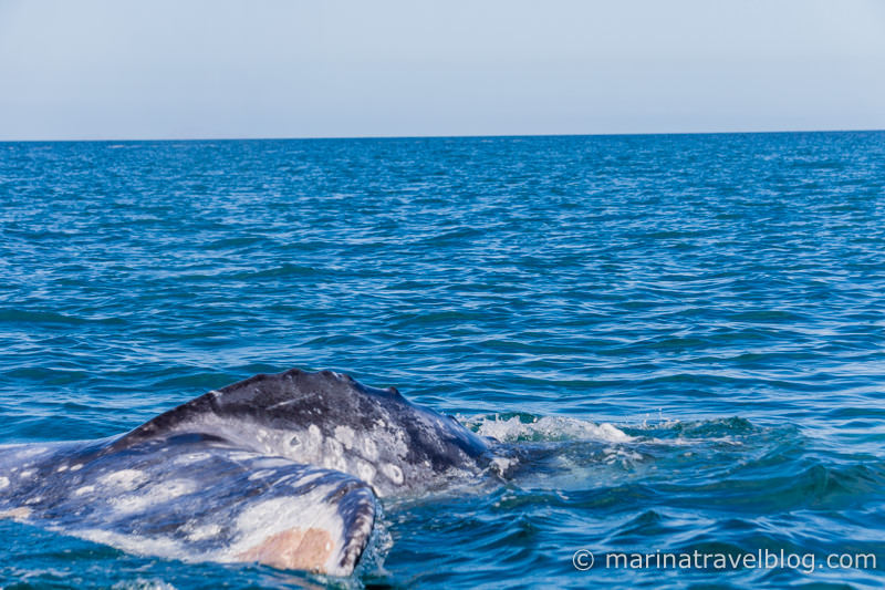 серый кит