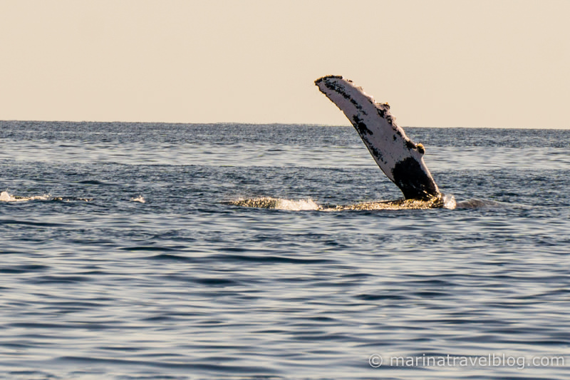 горбатый кит фото