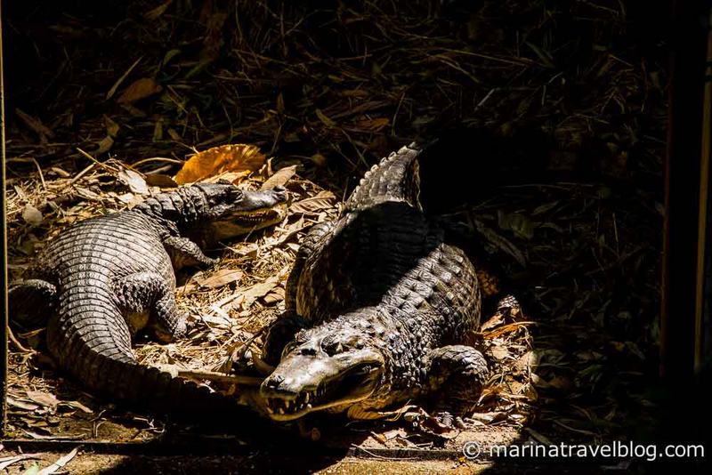 Чианг Май, зоопарк, крокодил