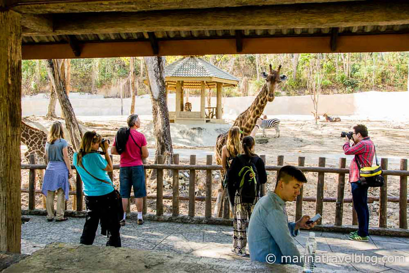 Чианг Май, зоопарк, жираф