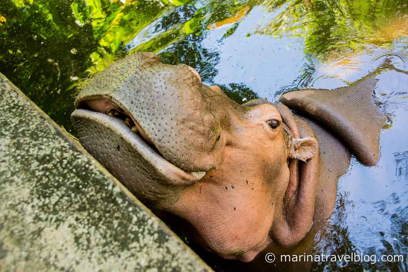 Zoo mailing. Бегемот в зоопарке. Бегемот в зоопарке Тайланда. Чиангмай зоопарк. Chiang mai Zoo.