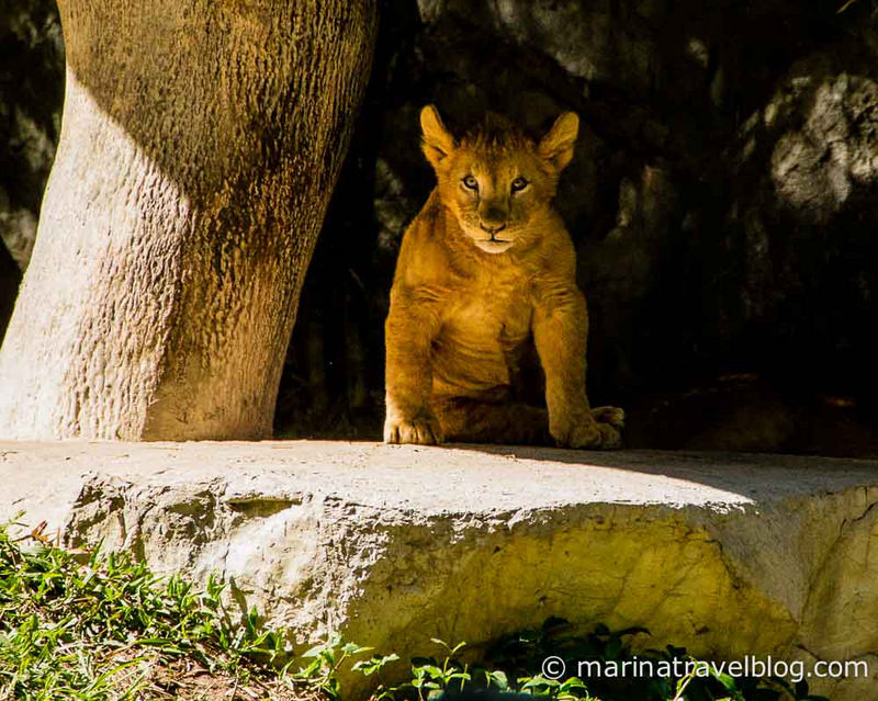 Чианг Май, зоопарк, лев