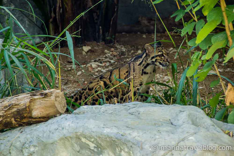 Чианг Май, зоопарк, дикий кот