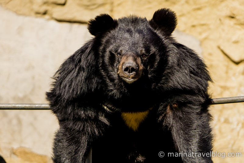 великая китайская стена бадалин медведи