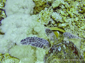 морская черепаха таиланд