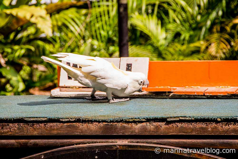 Куала Лумпур парк птиц