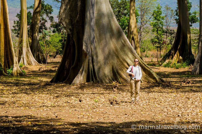 Ломбок гигантские деревья