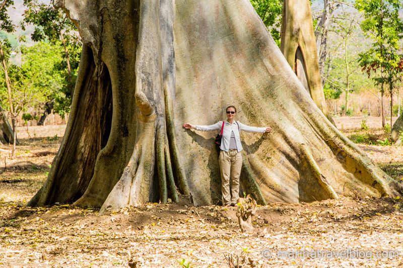 Ломбок гигантские деревья