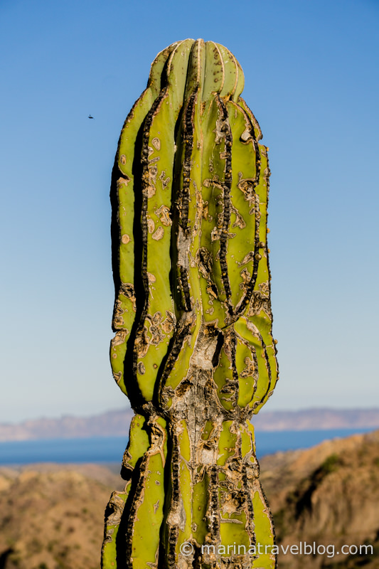 мексика кактус