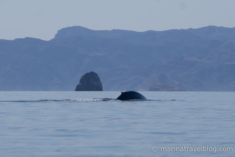 голубой кит фото