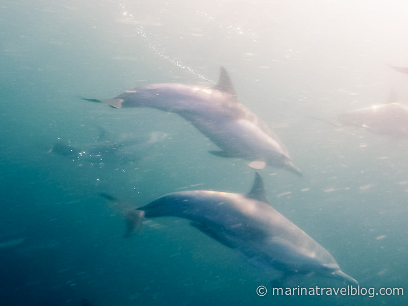 дельфины мексика
