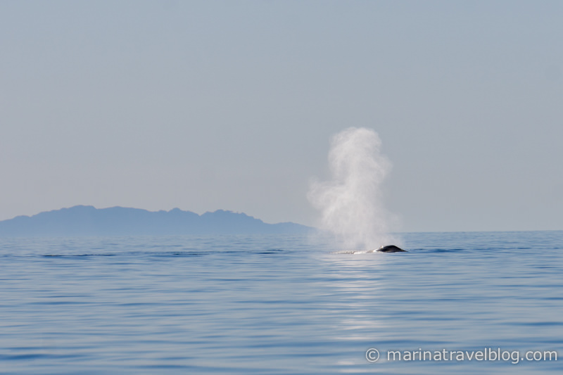 голубой кит мексика