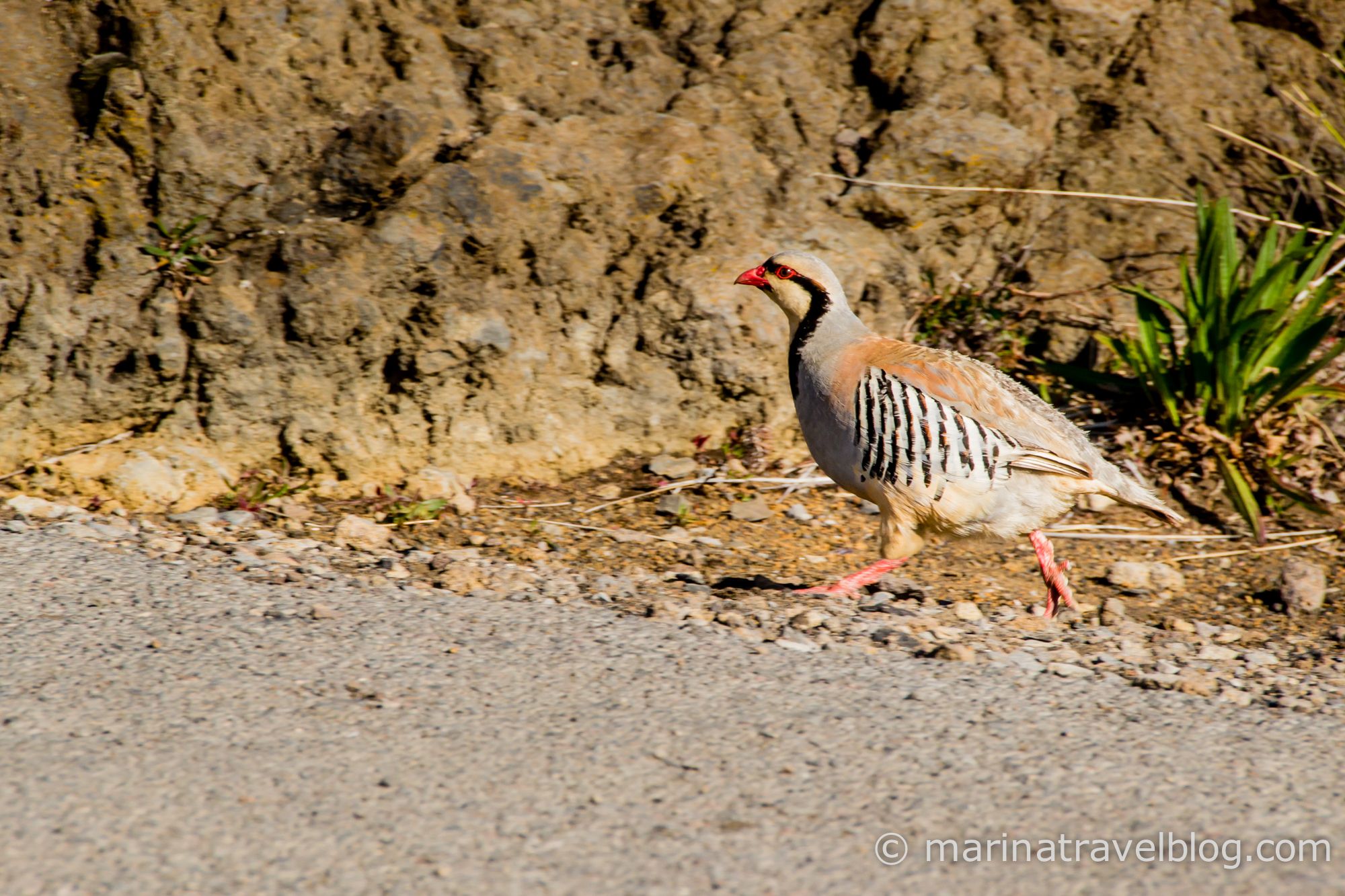 гусь нене мауи