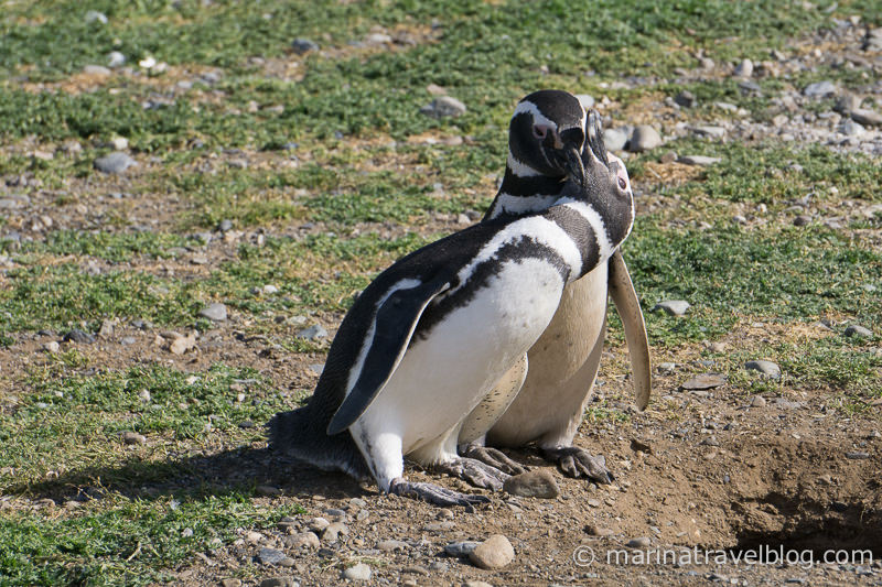 Пингвины, остров Магдалена, Чили