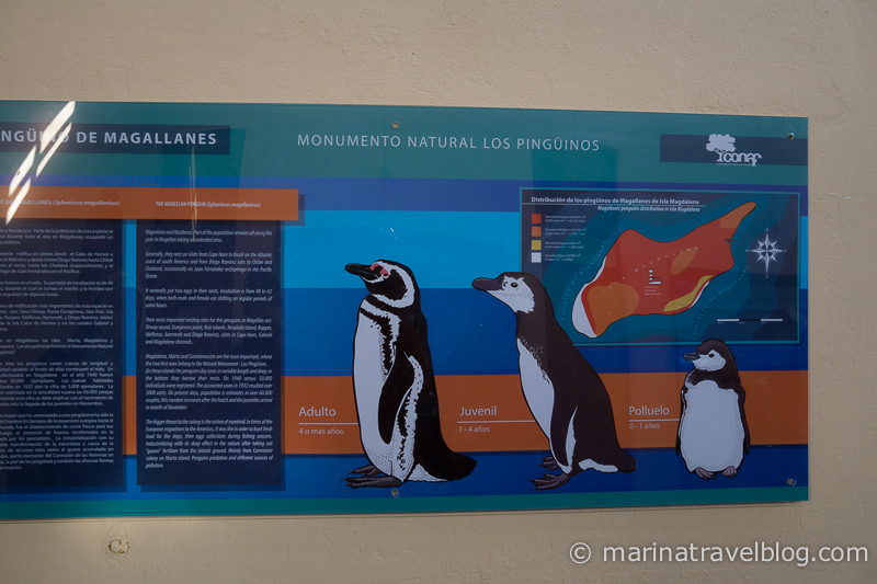 Пингвины, остров Магдалена, Чили