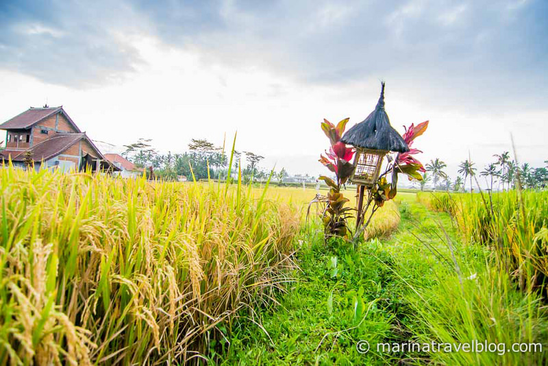 Рисовое поле возле Убуда