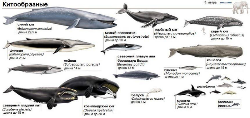 виды китов