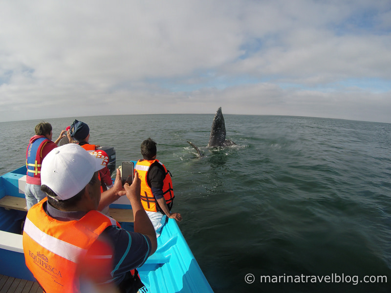 кит экскурсия мексика нижняя калифорния