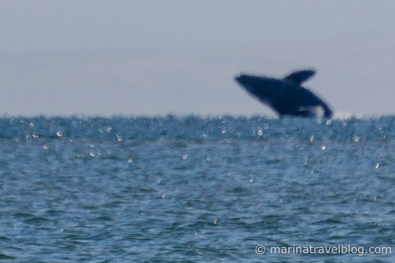 фото серых китов