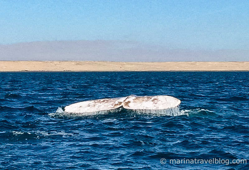 фото серый кит альбинос