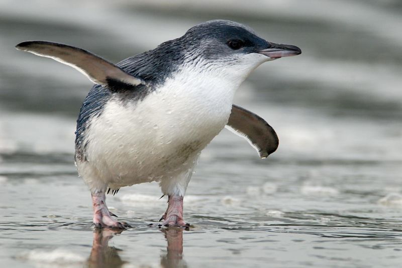 голубой пингвин новая зеландия оамару