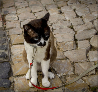 Лиссабон Португалия кот