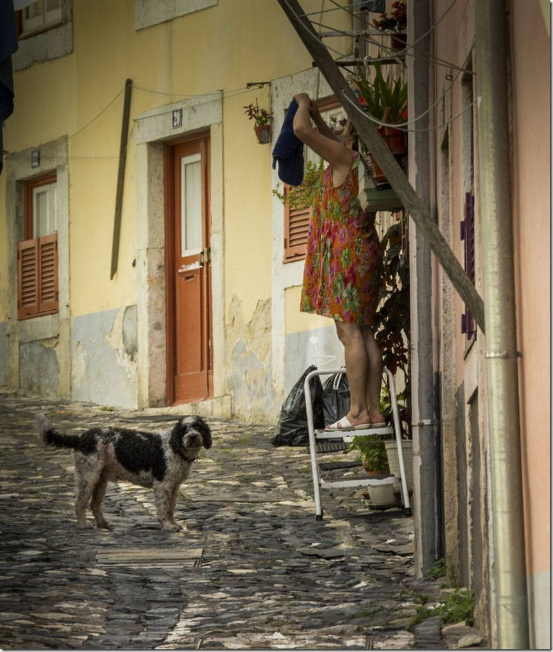 Лиссабон Португалия собака