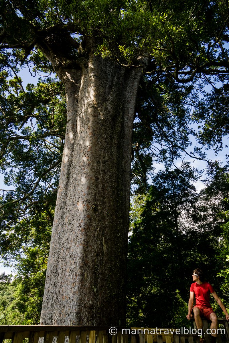 новая зеландия дерево каури фото