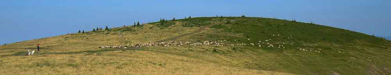 Карпаты, выпас овец
